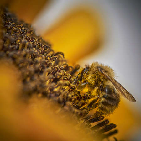 Closeup of a honeybee (Apis) sitting on a sunflower (Helianthus annuus) and covered with pollen all...