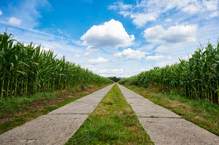 Path between corn fields (Zea mays) from a flat perspective in the outskirts of Berlin, Germany, under a blue sky with white clouds.の写真素材
