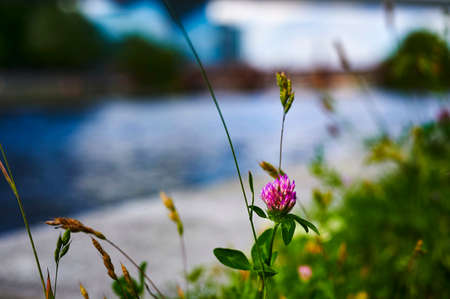 Pink blossom of a clover plant (Trifolium) on a wild meadow near the river Spree in Berlin, Germany.の写真素材