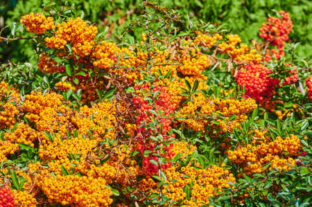Macro shot of a rowan shrub (sorbus aucuparia) with ripe orange rowan berries in sunlight.