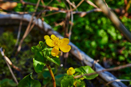 Closeup of the blossom of a marsh marigold (Caltha palustris) in the sunshine.