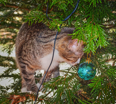 Nosy little cat in a Christmastree playing with Christmas decoration.の写真素材