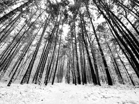 Wide angle view of a forest during snowfall in black and white.の写真素材