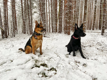 Two German shepherds are sitting in a forest with snow.