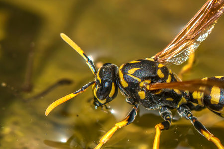 Macro shot of a wasp (Polistes Dominula) drinking water from a peel in the garden on a hot sunny day.の写真素材