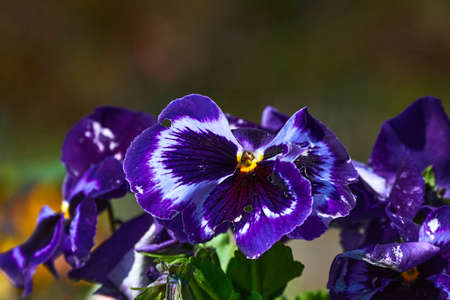 Closeup of colorful pansies (Viola wittrockiana) in the sunshine.