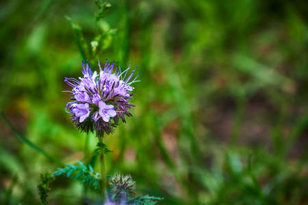 Macro shot of the head of a phacelia (boraginaceae) in an overgrown garden.