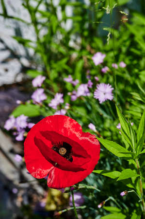 Macro shot of a bright red poppy (Papaver Orientale) in the sun.の写真素材