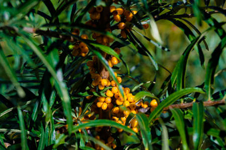 Ripe, orange sea buckthorn berries on a bush in the sunshine.の写真素材