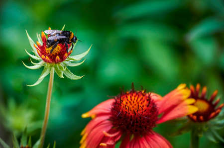Wet bumblebee (Bombus) on the blossom of a garden flower in a bee meadow.の写真素材