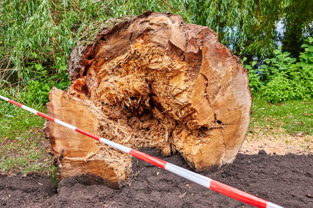 Photo of an old tree that has broken off in a park.