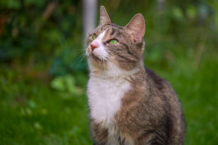 A young cat enjoying the sunshine in the garden.