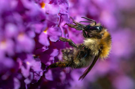 Close up from a bumblebee (Bombus) on buddleia blossoms in the sunshine.
