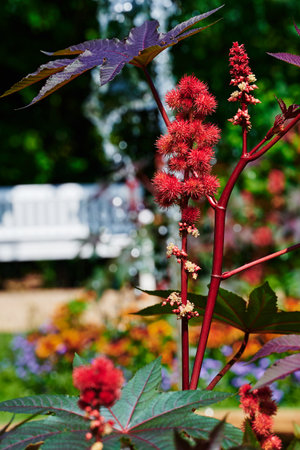Red and prickly fruits, blossoms and leaves of a Castor oil plant (Ricinus communis) in the...