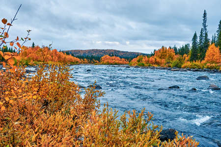 Rushing river in northern Sweden that flows through autumn-colored forests.の写真素材