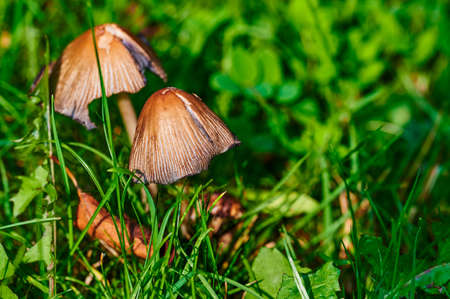 Mushroom that grows on a meadow at autumn in the sunshine.の写真素材