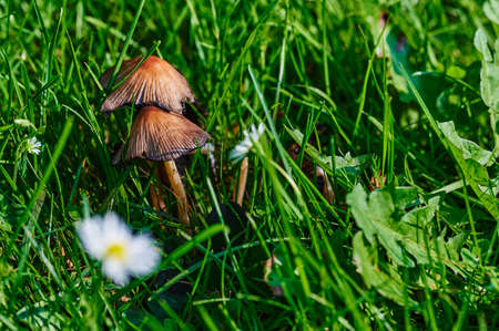 Mushroom that grows on a meadow at autumn in the sunshine.