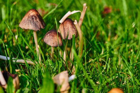 Mushroom that grows on a meadow at autumn in the sunshine.の写真素材