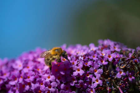 Close up of a bumblebee (Bombus) on buddleia blossoms in the sunshine.