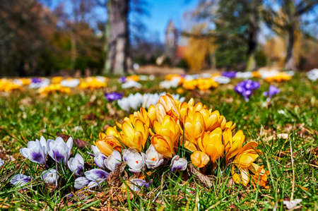 Blossoms of crocuses (Colchicum Autumnale) on a meadow in the sunshine.