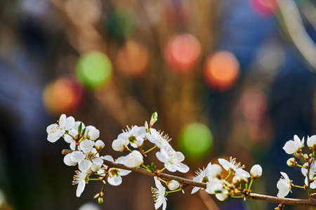 Spring impressions with fruit blossoms in the sunshine in front of a blurred background.