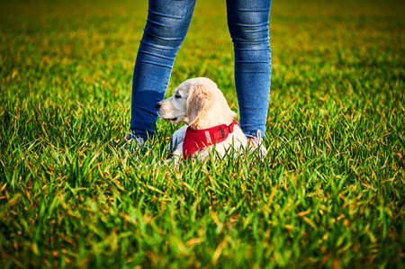Attentive and curious Golden Retriever puppy in a meadow between his owner's legs.の写真素材