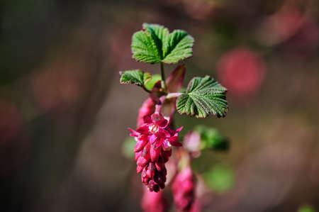 Flowers of a currant bush (Ribes Sanguineum) in the sunshine.