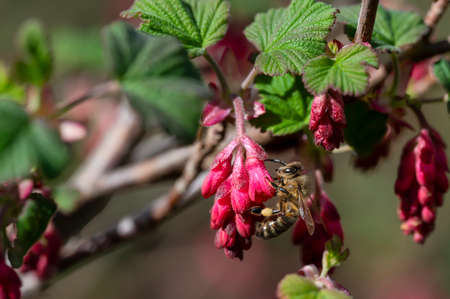 Bee at a flowering currant (Ribes sanguineum) in the sunshine.の写真素材