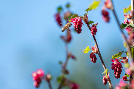 Bee at a flowering currant (Ribes sanguineum) in the sunshine.の写真素材