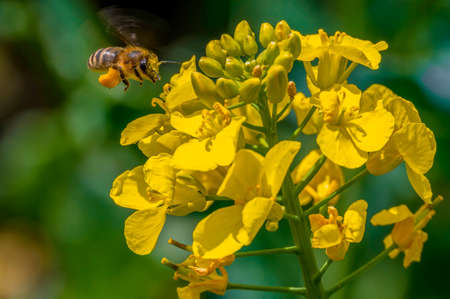 Honey bee (Apis mellifera) with pollen on its legs flies towards the flowers of a rape plant.の写真素材