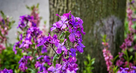 Pink colored Annual Honesty (Lunaria annua) near a street tree in Berlin.の写真素材