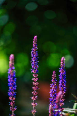 Blossoms of a sage (Salvia officinalis) in the sunshine with bright colors.