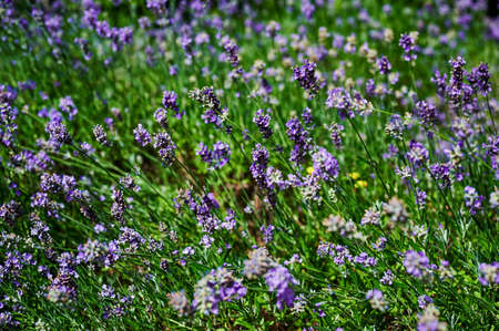 View to flowering lavender (Lavandula angustifolia) on a meadow in the sunshine.