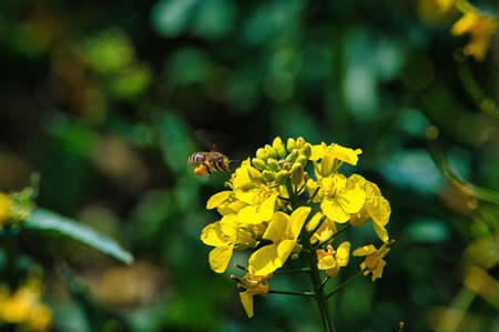 Honey bee (Apis mellifera) with pollen on its legs flies towards the flowers of a rape plant.