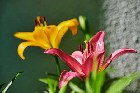 Close-up of the blossom of a pink lily (Lilium Bulbiferum).