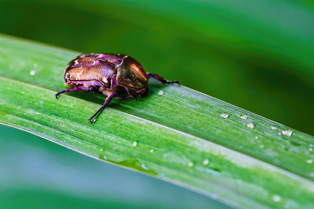 Macro shot of a copper chafer (Protaetia cuprea) sitting on a leaf with water drops.