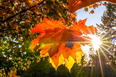 Colorful autumn leaves held by a hand in the backlight of the sun.の写真素材