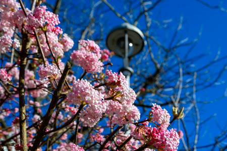 View to the pink flowers of a viburnum tree in front of a blurry lantern.の写真素材