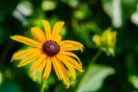 Close-up of a yellow coneflower (Rudbeckia fulgida) in front of a green background.の写真素材