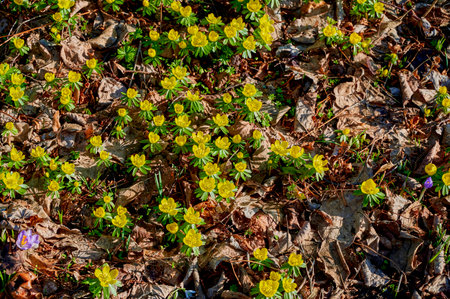 Yellow winter aconite (Eranthis hyemalis) between dry foliage.の写真素材
