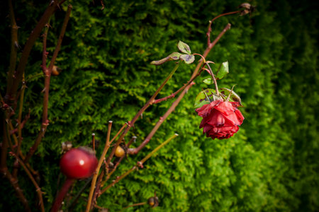 Macro shot of an already slightly dried up red rose blossom (rosaceae) in autumn.の写真素材