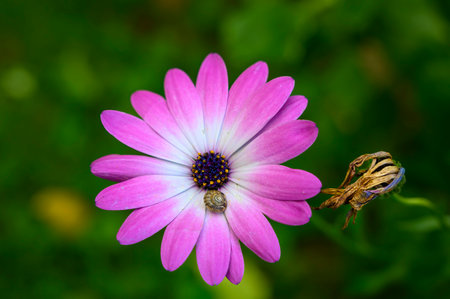 Close-up view of a snail shell on a pink flower with a green background.の写真素材
