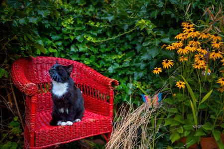 A black and white cat sitting on a red wicker chair in the garden enjoying the sun.の写真素材