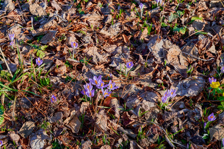 Lilac crocus between dry foliage in the sun.の写真素材