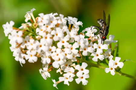 Macro shot of a fly (Calliphoridae) perched on the flower of a white buddleia.の写真素材
