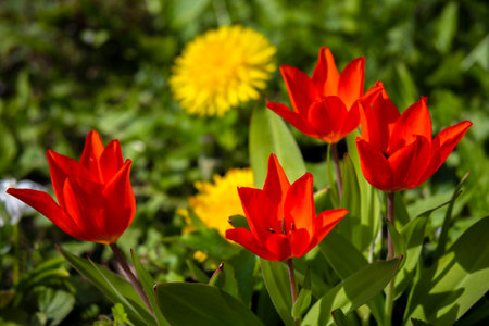 Close-up of red tulips (Tulipa) in the sunshine with unfocused background.の写真素材