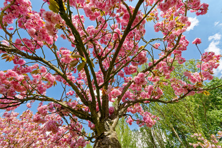 Bottom view to branches with pink flowers of a Japanese cherry tree.の写真素材