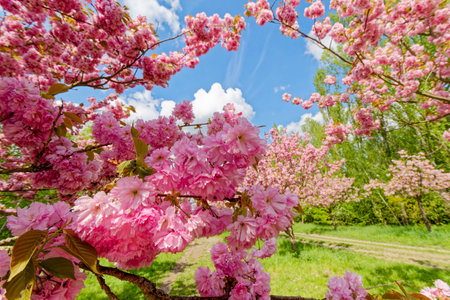 Branch with pink blossoms of a Japanese cherry tree in the sunlight.の写真素材