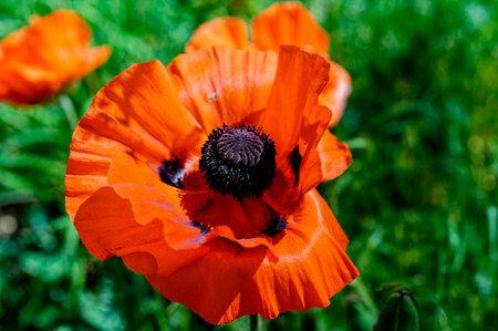 Macro shot of a bright orange poppy (Papaver orientale) in the sun.の写真素材