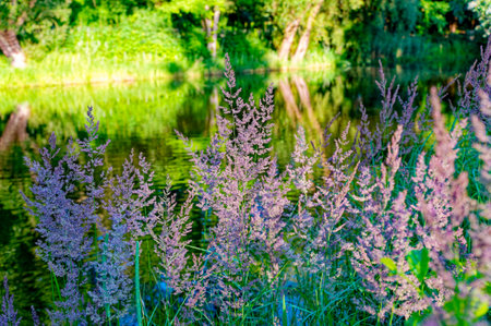Purple flowering grasses in the evening sunlight on the shore of a pond.